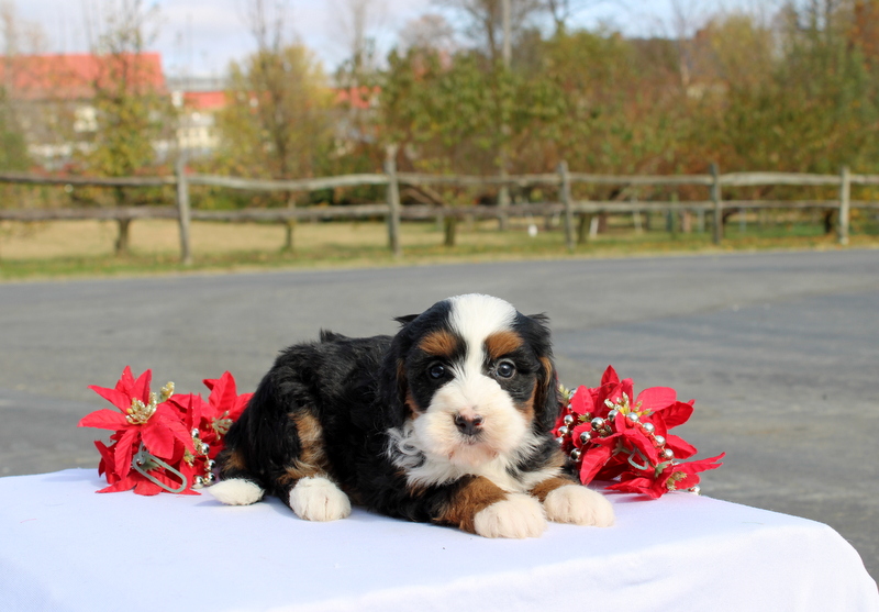 puppy, for, sale, Mini Bernedoodle F2, Matthew B. Stoltzfus, dog, breeder, Gap, PA, dog-breeder, puppy-for-sale, forsale, nearby, find, puppyfind, locator, puppylocator, aca